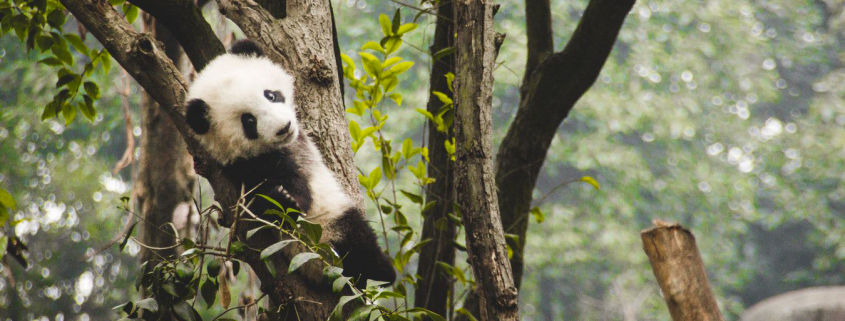 panda-yuen-meng-exil-chine-france-humeur